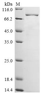 Greater than 85% as determined by SDS-PAGE.