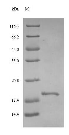 Greater than 85% as determined by SDS-PAGE.