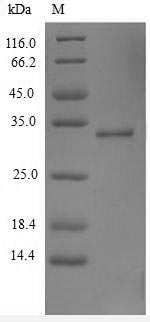 Greater than 90% as determined by SDS-PAGE.