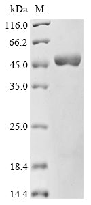 Greater than 85% as determined by SDS-PAGE.