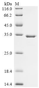 Greater than 85% as determined by SDS-PAGE.