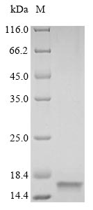 Greater than 85% as determined by SDS-PAGE.