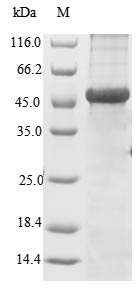 Greater than 85% as determined by SDS-PAGE.