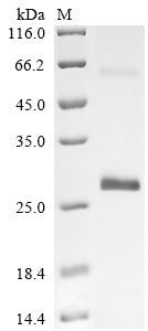 Greater than 90% as determined by SDS-PAGE.