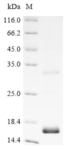 Greater than 85% as determined by SDS-PAGE.