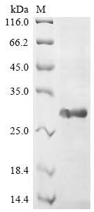 Greater than 85% as determined by SDS-PAGE.