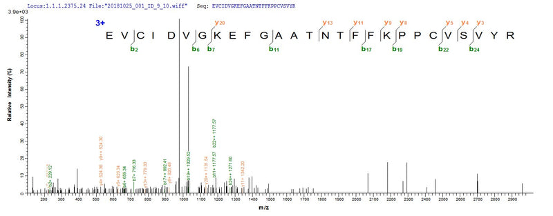 Based on the SEQUEST from database of E.coli host and target protein, the LC-MS/MS Analysis result of this product could indicate that this peptide derived from E.coli-expressed Mus musculus (Mouse) Vegfc.