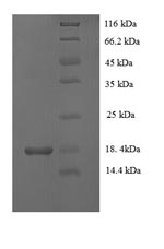 Greater than 90% as determined by SDS-PAGE.