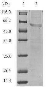 Greater than 90% as determined by SDS-PAGE.