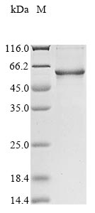 Greater than 85% as determined by SDS-PAGE.