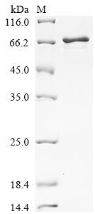 Greater than 85% as determined by SDS-PAGE.