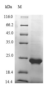 Greater than 85% as determined by SDS-PAGE.