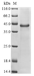 Greater than 85% as determined by SDS-PAGE.