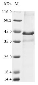 Greater than 85% as determined by SDS-PAGE.