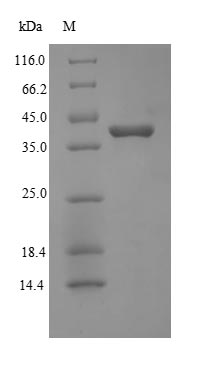 Greater than 90% as determined by SDS-PAGE.