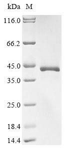 Greater than 85% as determined by SDS-PAGE.