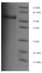 Greater than 90% as determined by SDS-PAGE.