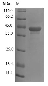 Greater than 85% as determined by SDS-PAGE.