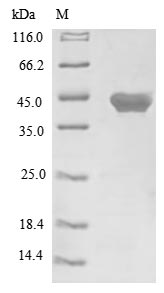 Greater than 85% as determined by SDS-PAGE.