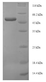 Greater than 90% as determined by SDS-PAGE.