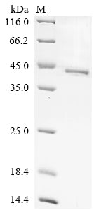 Greater than 90% as determined by SDS-PAGE.