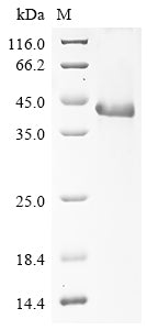 Greater than 90% as determined by SDS-PAGE.