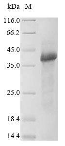 Greater than 85% as determined by SDS-PAGE.