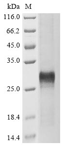 Greater than 85% as determined by SDS-PAGE.