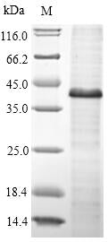 Greater than 90% as determined by SDS-PAGE.