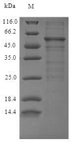 Greater than 90% as determined by SDS-PAGE.