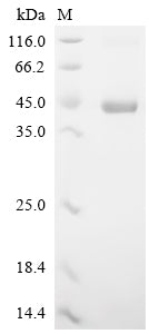 Greater than 90% as determined by SDS-PAGE.