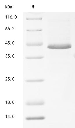 Greater than 90% as determined by SDS-PAGE.