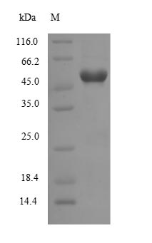 Greater than 85% as determined by SDS-PAGE.