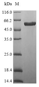 Greater than 85% as determined by SDS-PAGE.