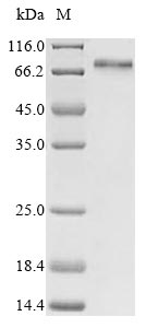 Greater than 85% as determined by SDS-PAGE.