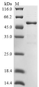 Greater than 85% as determined by SDS-PAGE.