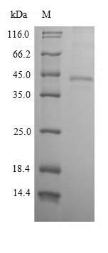 Greater than 90% as determined by SDS-PAGE.