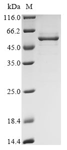 Greater than 90% as determined by SDS-PAGE.