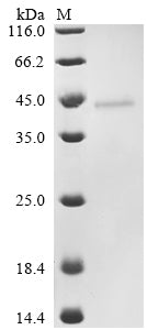 Greater than 90% as determined by SDS-PAGE.