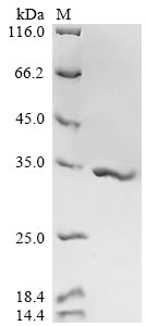 Greater than 90% as determined by SDS-PAGE.