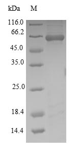 Greater than 90% as determined by SDS-PAGE.