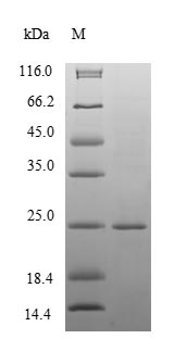 Greater than 90% as determined by SDS-PAGE.