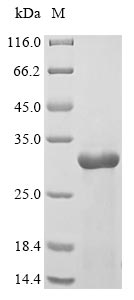 Greater than 85% as determined by SDS-PAGE.