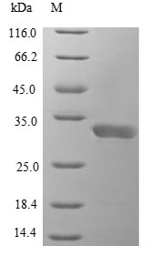 Greater than 85% as determined by SDS-PAGE.