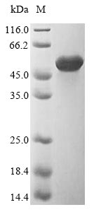 Greater than 85% as determined by SDS-PAGE.