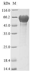 Greater than 85% as determined by SDS-PAGE.