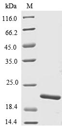 Greater than 85% as determined by SDS-PAGE.