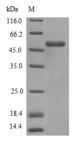 Greater than 90% as determined by SDS-PAGE.