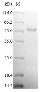 Greater than 90% as determined by SDS-PAGE.