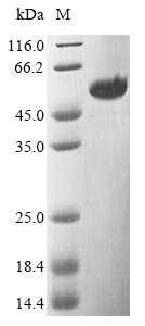 Greater than 85% as determined by SDS-PAGE.